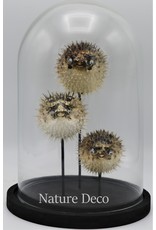 Nature Deco Pufferfishes in glass dome 17 x 24,5cm