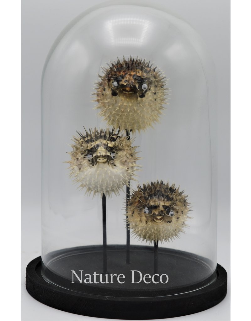 Nature Deco Pufferfishes in glass dome 17 x 24,5cm