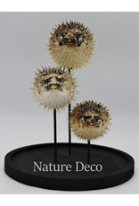 Nature Deco Pufferfishes in glass dome 17 x 24,5cm