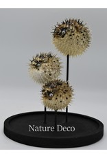 Nature Deco Pufferfishes in glass dome 17 x 24,5cm