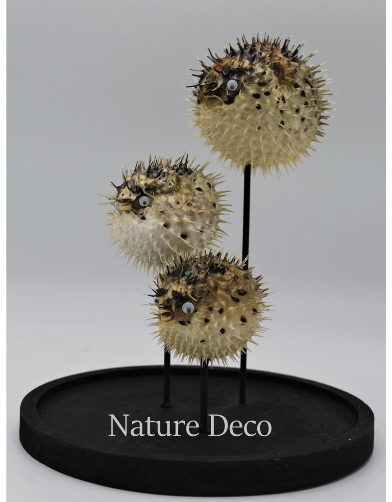 Nature Deco Pufferfishes in glass dome 17 x 24,5cm