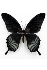 . Unmounted Papilio Lowi