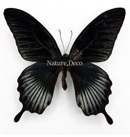. Unmounted Papilio Lowi male