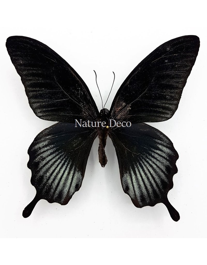 . Ongeprepareerde Papilio Lowi