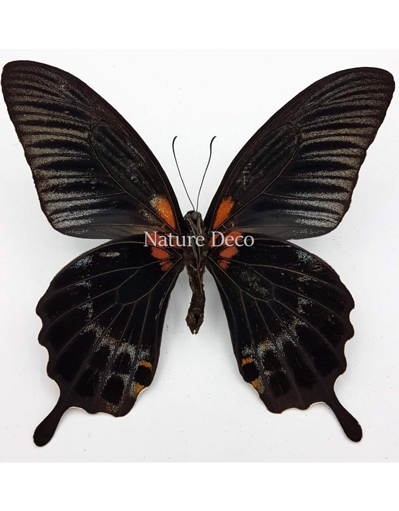 . Unmounted Papilio Lowi