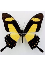 . Unmounted Papilio Torquatus