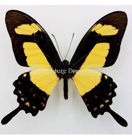 . Ongeprepareerde Papilio Torquatus