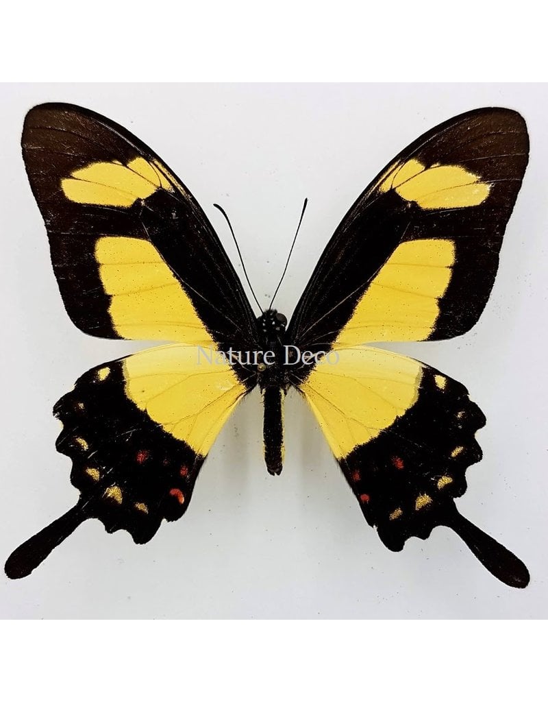 . Unmounted Papilio Torquatus