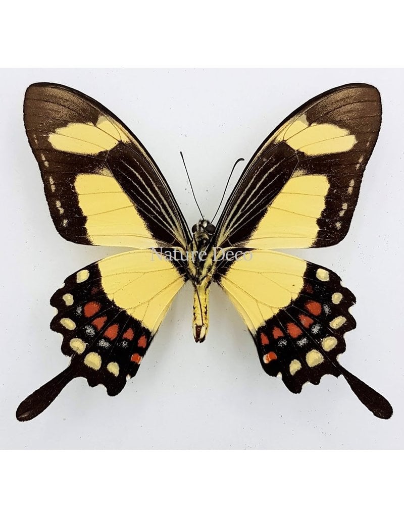 . Unmounted Papilio Torquatus