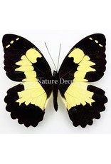 . Unmounted Papilio Euchenor