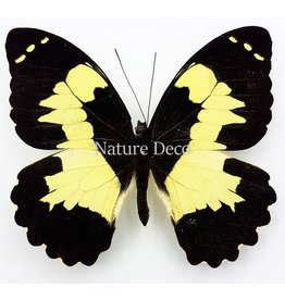 . Unmounted Papilio Euchenor