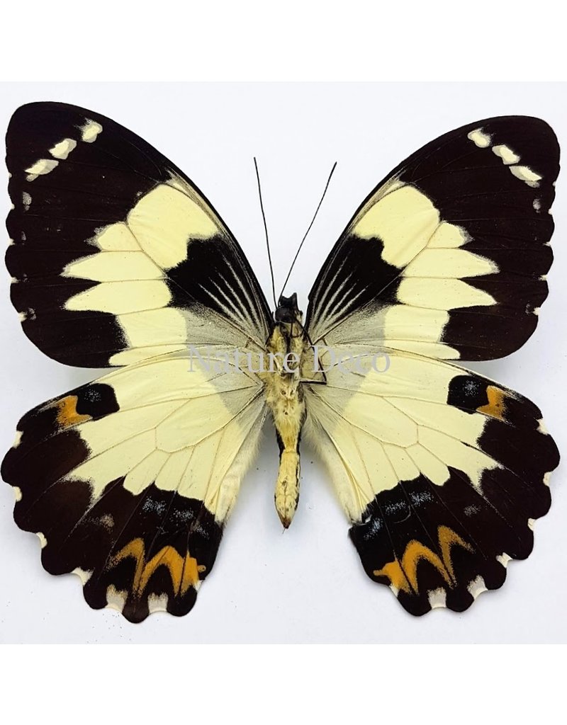 . Unmounted Papilio Euchenor