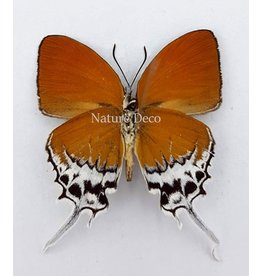 . Unmounted Eooxylides Tharis