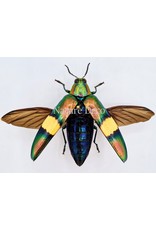 . Ongeprepareerde Chrysochroa	Saundersi