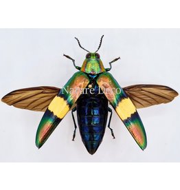 . Unmounted  Chrysochroa Saundersi