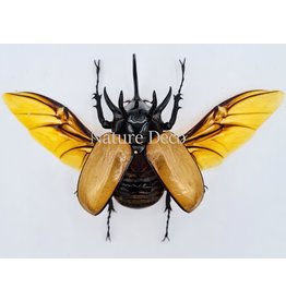 . Unmounted Eupatorus Gracillicornis