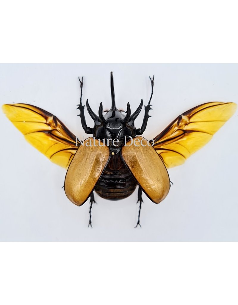 . Unmounted Eupatorus Gracillicornis