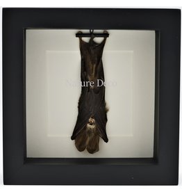 Nature Deco Bat hanging in 3D frame