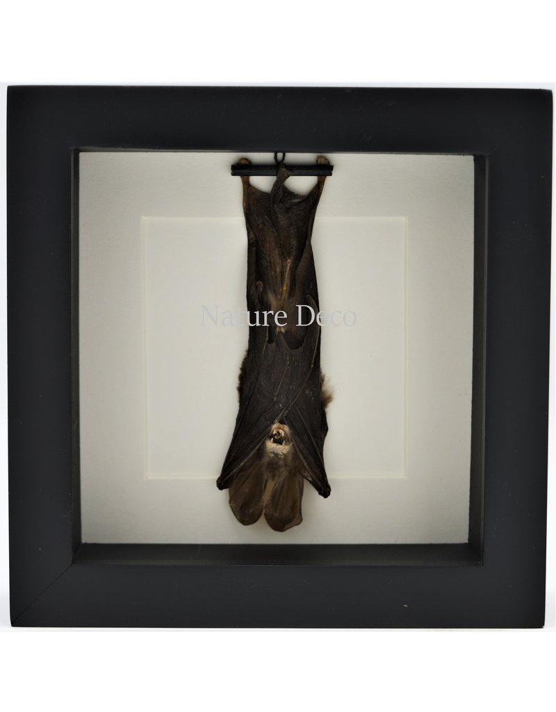 Nature Deco Bat hanging in 3D frame 14 x 14cm