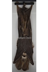 Nature Deco Bat hanging in 3D frame 14 x 14cm