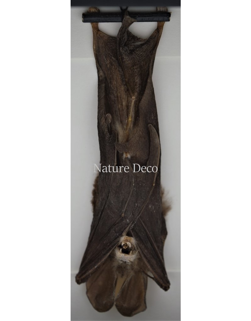 Nature Deco Bat hanging in 3D frame 14 x 14cm