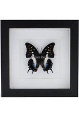 Nature Deco Polyura Cognatus in luxury 3D frame 17 x 17cm