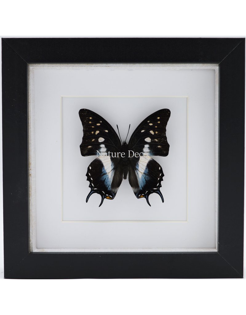 Nature Deco Polyura Cognatus in luxury 3D frame 17 x 17cm