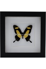 Nature Deco Papilio Torquatus in luxury 3D frame 17 x 17cm