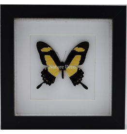 Nature Deco Papilio Torquatus in luxe 3D lijst