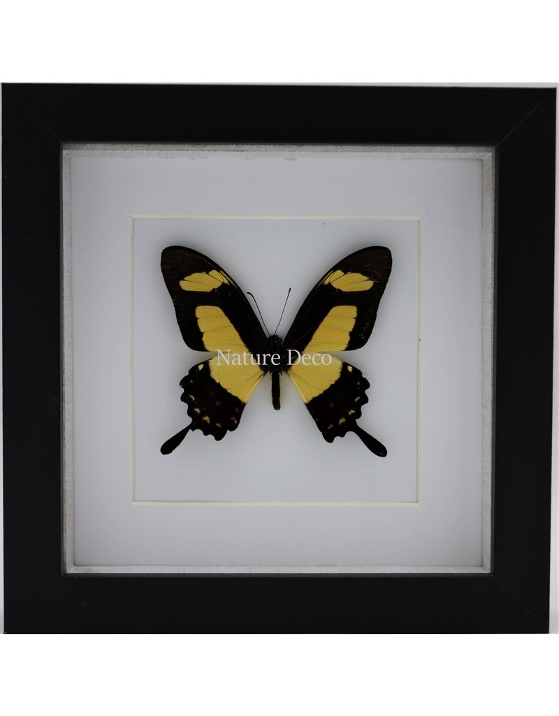 Nature Deco Papilio Torquatus in luxury 3D frame 17 x 17cm