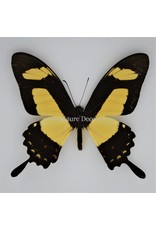 Nature Deco Papilio Torquatus in luxe 3D lijst 17 x 17cm