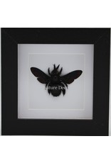 Nature Deco Black bee (Xylocopa Latipes) in luxury 3D frame