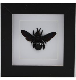 Nature Deco Black bee (Xylocopa Latipes) in luxury 3D frame