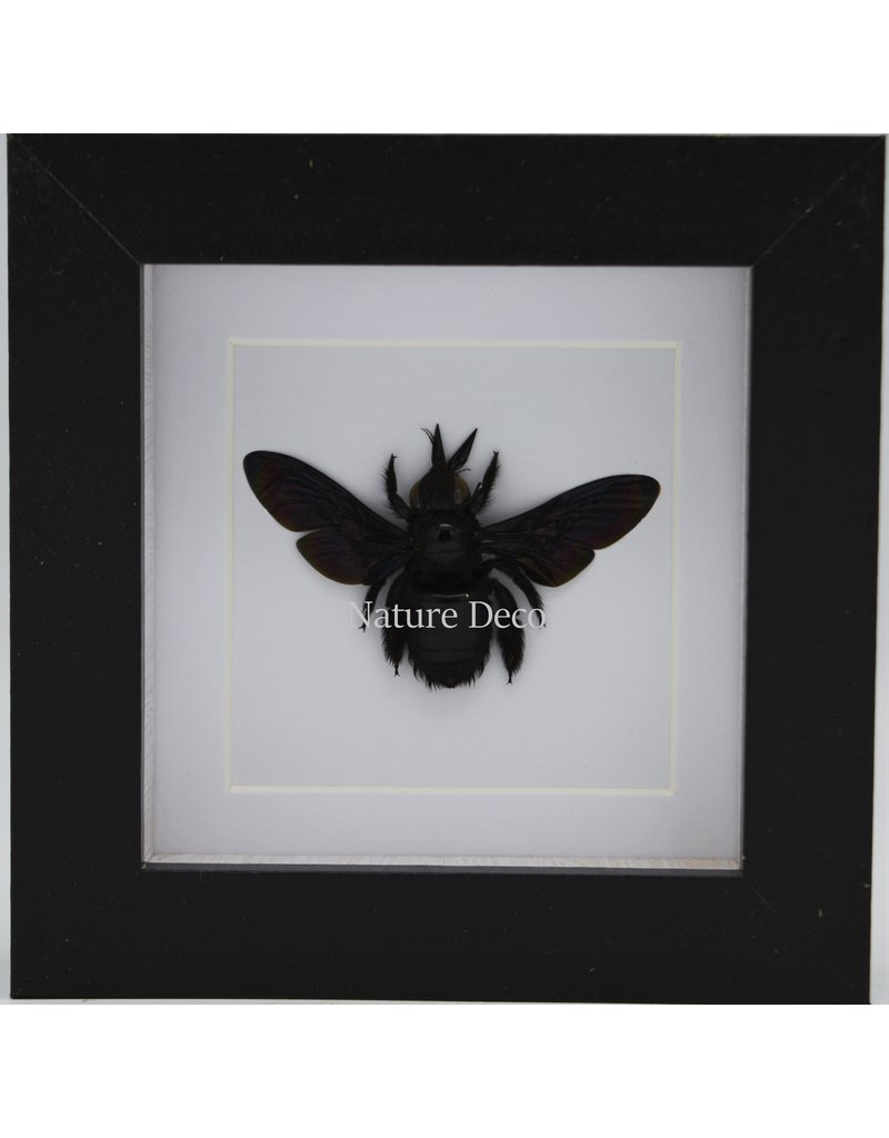 Nature Deco Zwarte bij (Xylocopa Latipes) in luxe 3D lijst  12 x 12cm