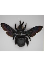 Nature Deco Zwarte bij (Xylocopa Latipes) in luxe 3D lijst  12 x 12cm