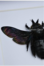 Nature Deco Black bee (Xylocopa Latipes) in luxury 3D frame