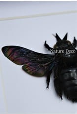 Nature Deco Zwarte bij (Xylocopa Latipes) in luxe 3D lijst  12 x 12cm