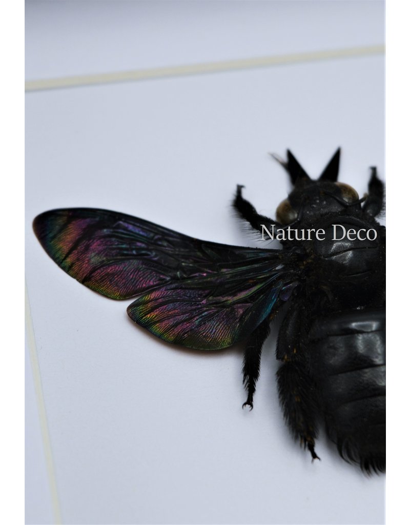 Nature Deco Zwarte bij (Xylocopa Latipes) in luxe 3D lijst  12 x 12cm