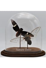 Nature Deco Cicade in ovale stolp 18x11x20cm