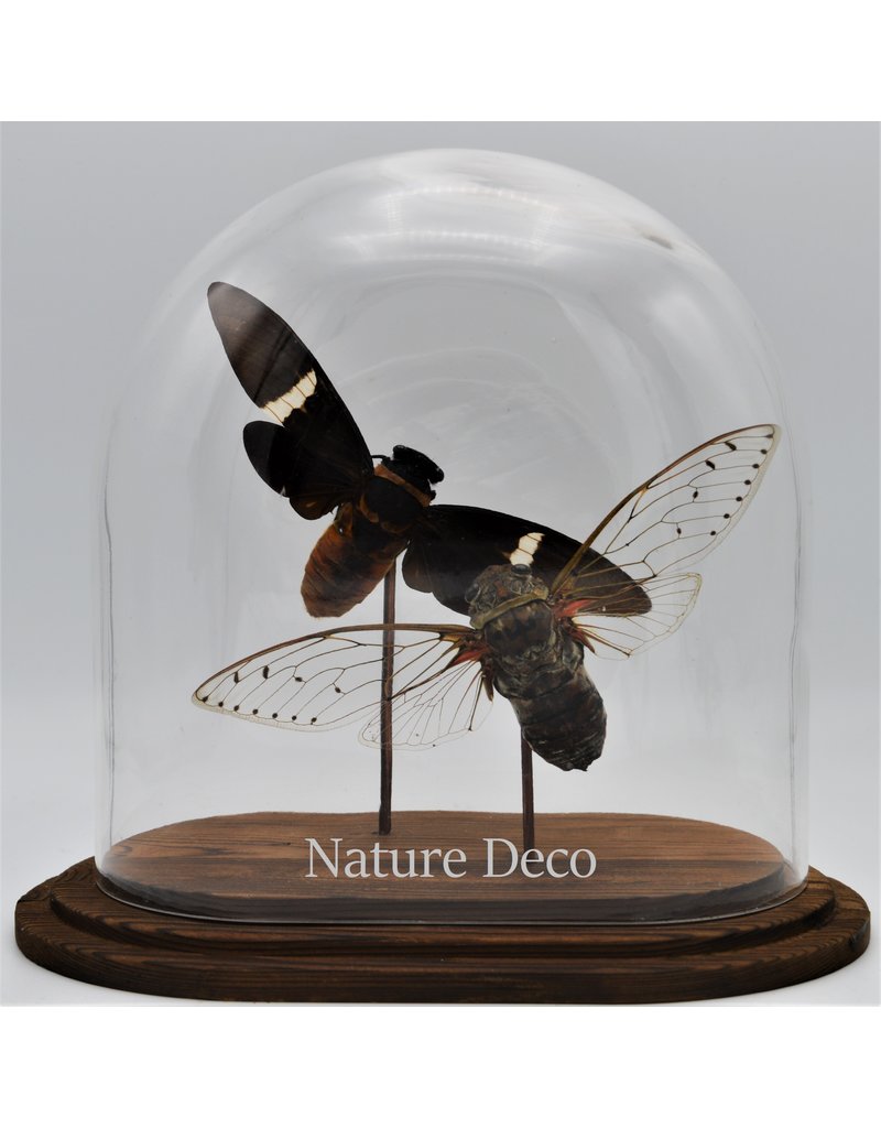 Nature Deco Cicada in glass dome  oval 18x11x20cm