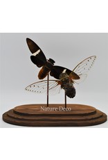 Nature Deco Cicada in glass dome  oval 18x11x20cm