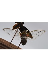 Nature Deco Cicada in glass dome  oval 18x11x20cm