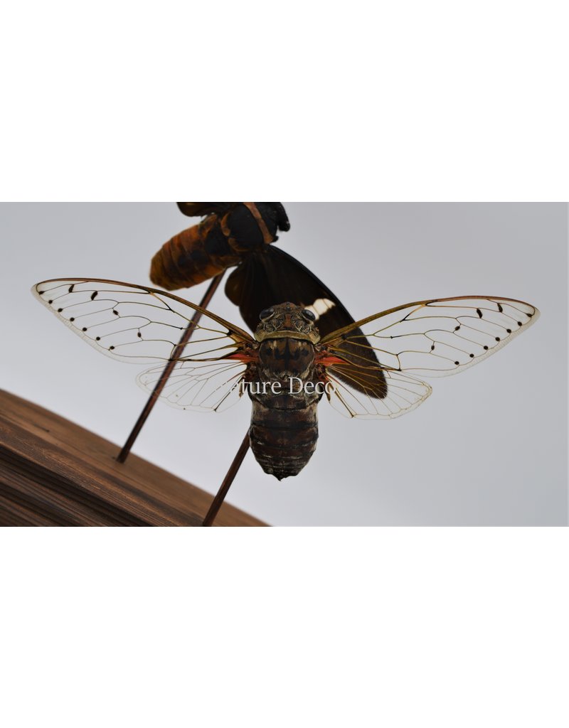 Nature Deco Cicada in glass dome  oval 18x11x20cm