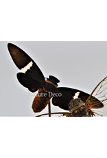 Nature Deco Cicada in glass dome  oval 18x11x20cm
