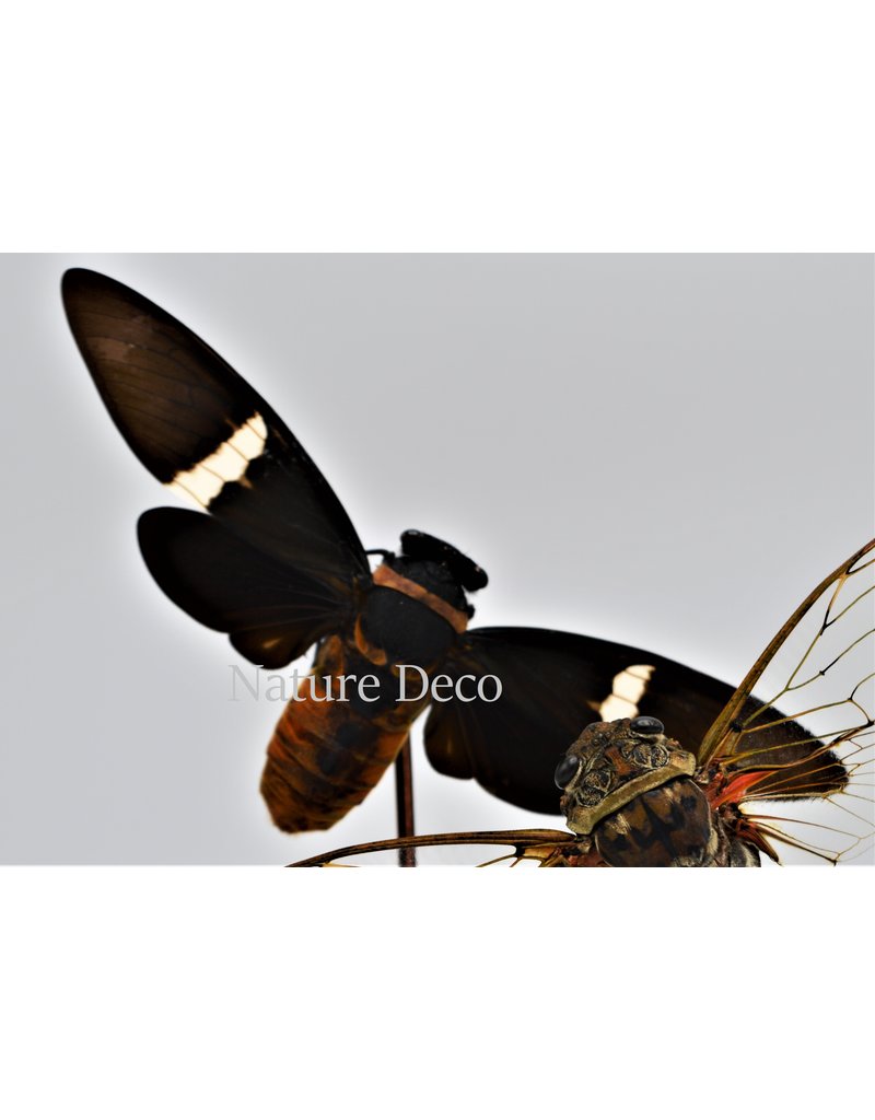 Nature Deco Cicada in glass dome  oval 18x11x20cm