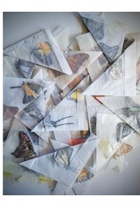 . B edition unmounted butterflies various 50 pieces
