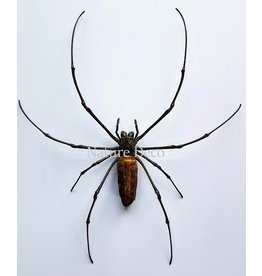 . Ongeprepareerde Nephila Maculata