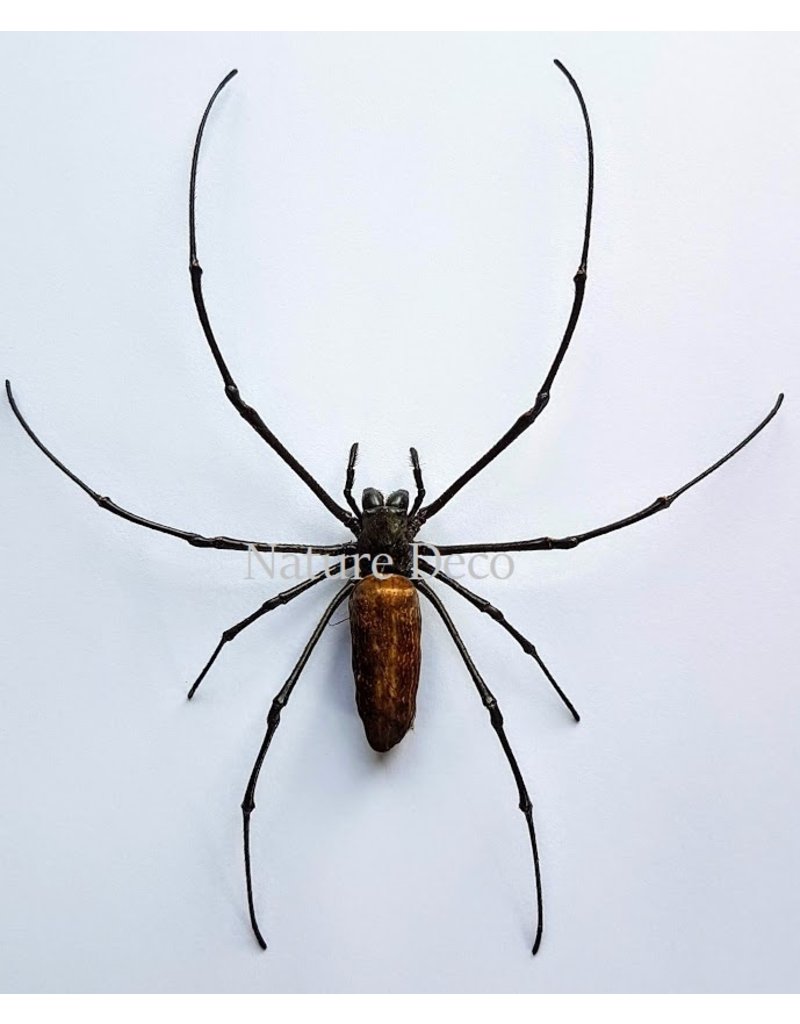 . Ongeprepareerde Nephila Maculata