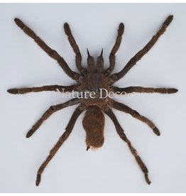 . Ongeprepareerde Eurypelma Spinicrus