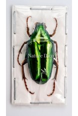 . Unmounted Chalcothea Smaragdalis
